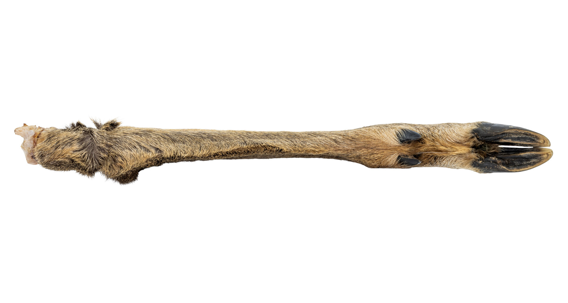 Srnčí nožka s kožešinou - 1 ks / 30 cm